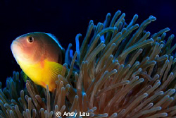 canon 350D 60mm lens by Andy Lau 
